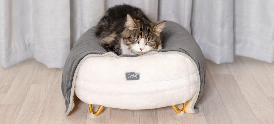cat on white donut cat bed