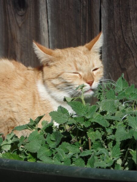 why do cats love catnip cat sniffing on catnip
