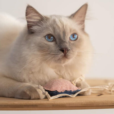 ragdoll cat playing with catnip cat toy