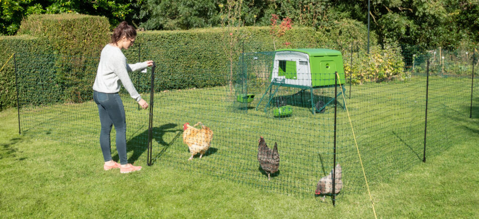 eglu cube chicken coop with chickens in omlet chicken fencing