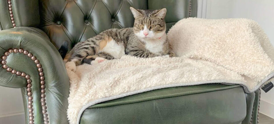 Cat relaxing on Omlet Luxury Super Soft Cat Blanket