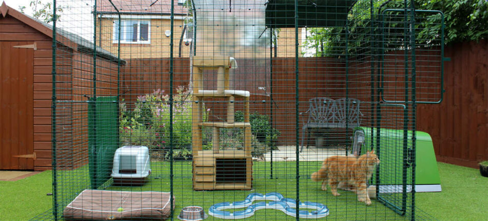 Ginger-cat-exploring-Omlet-Outdoor-Cat-Enclosure