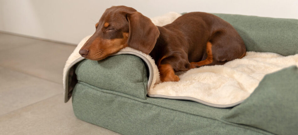sleepy dachshund puppy on matcha-green-bolster-dog bed and beige blanket