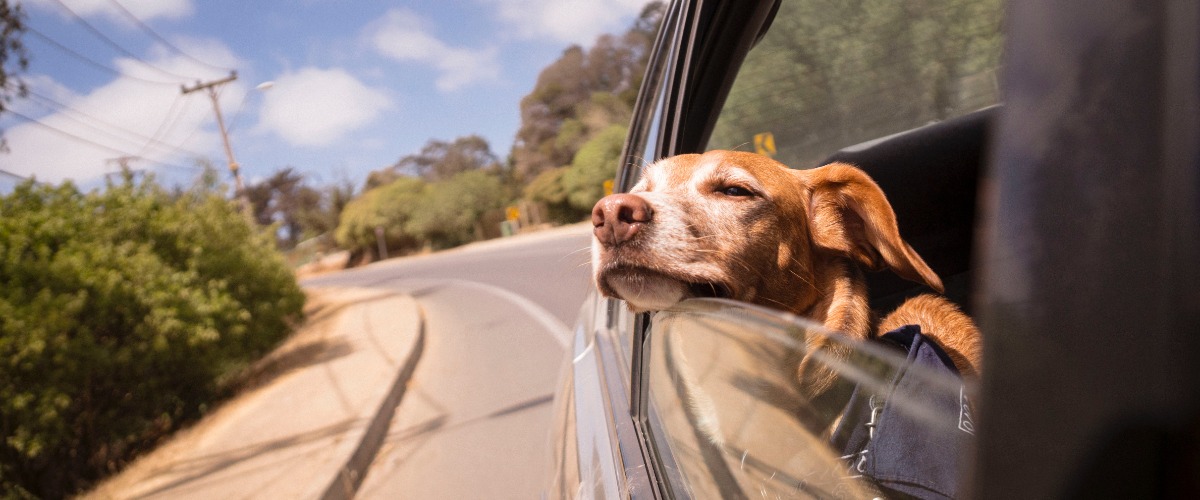 dog sticking head out of the car window while traveling 
