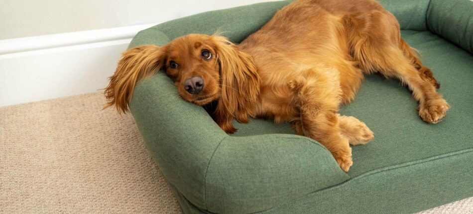 Spaniel relaxing on green Omlet Memory Foam Bolster Dog Bed