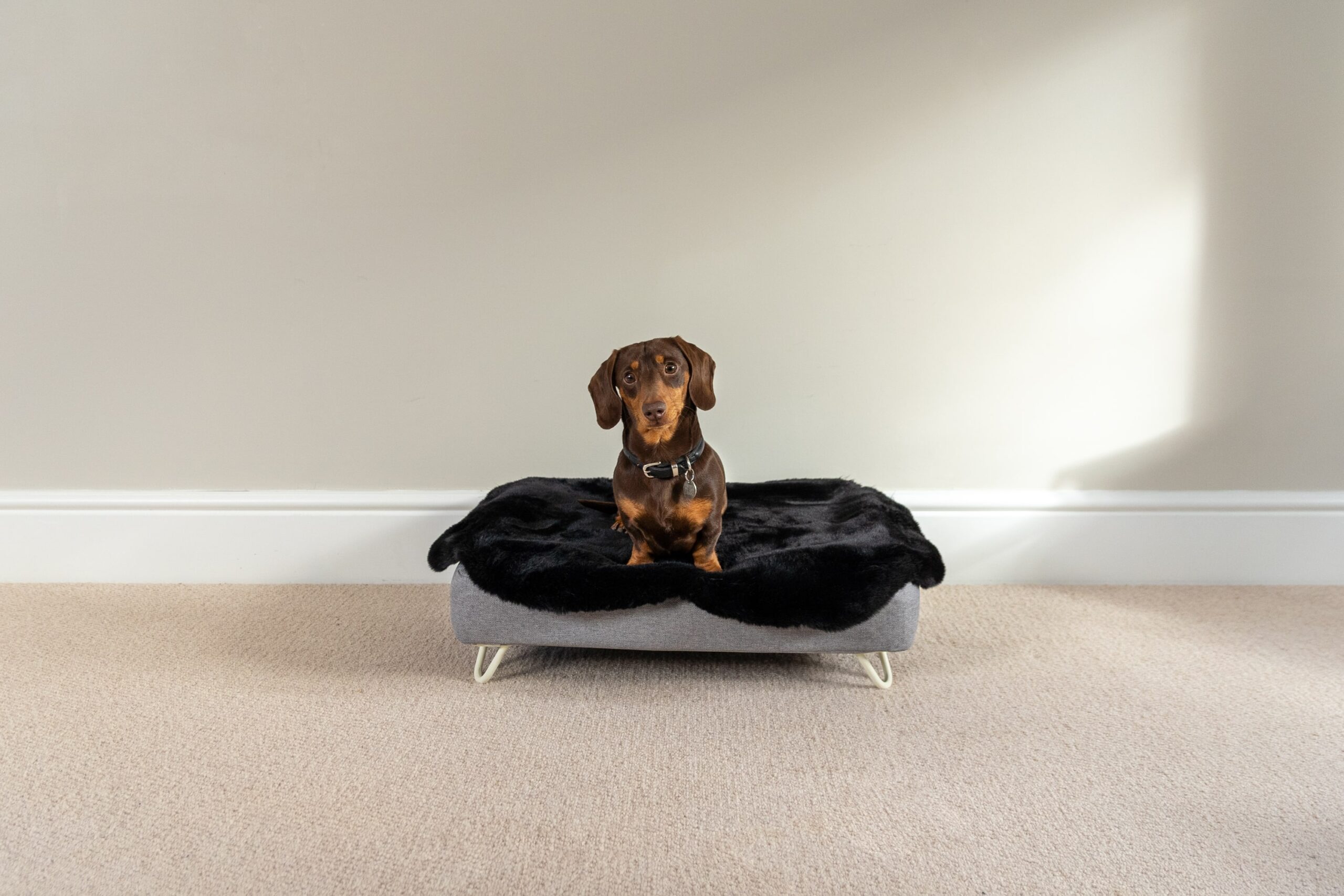 How to Get a Dog Used to a New Bed Omlet Blog Australia