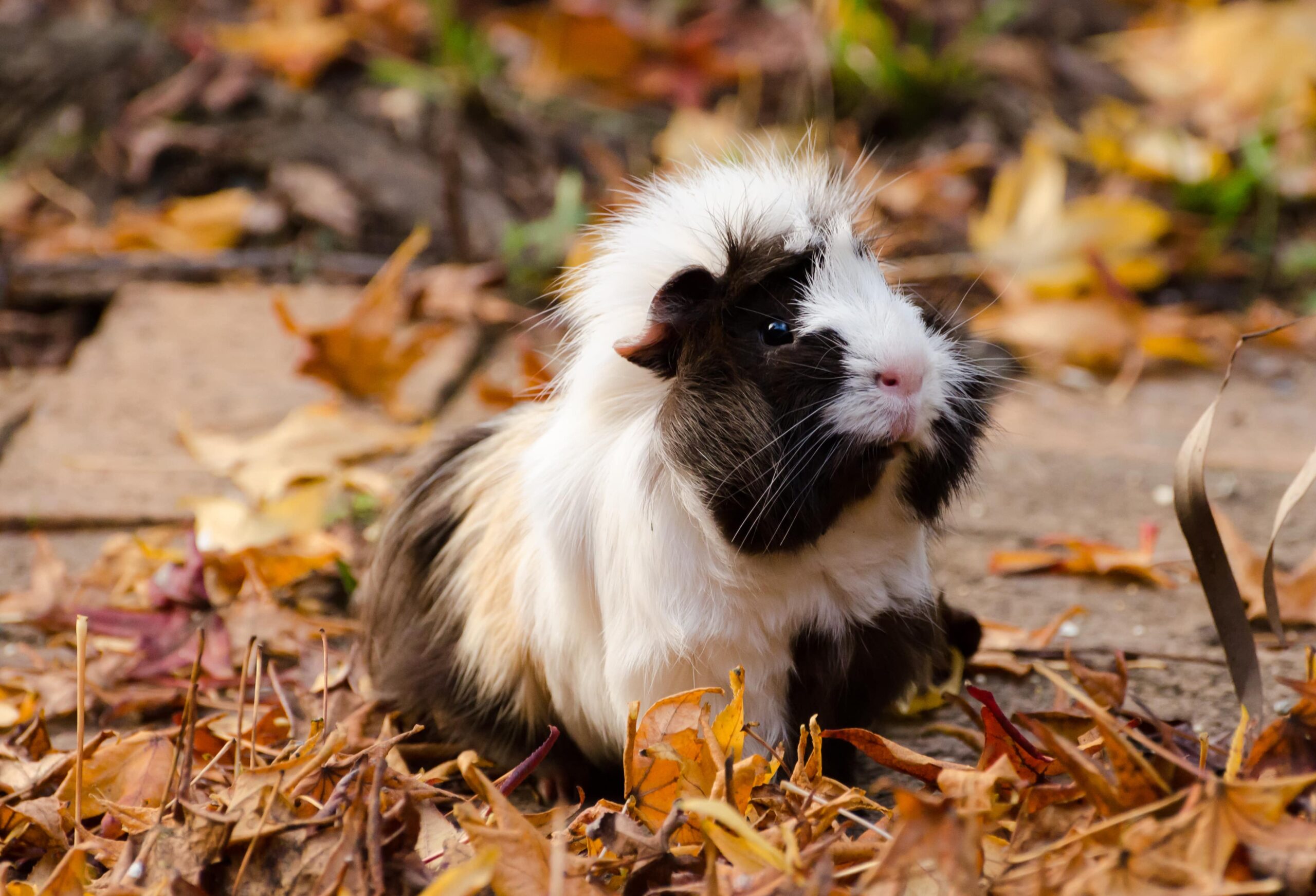 Cavy Coats - The Many Colours And Textures Of Guinea Pigs - Omlet Blog 