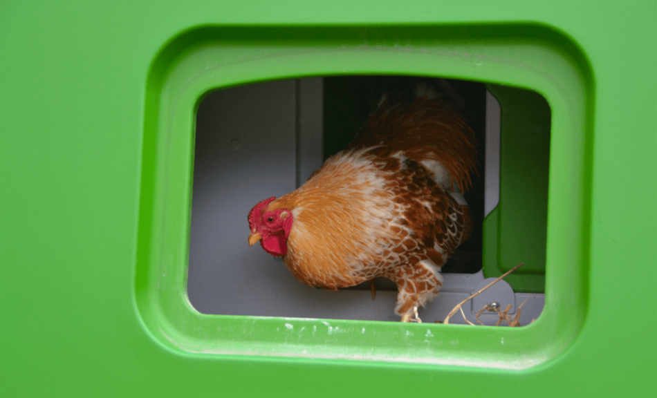 Brown hen in Omlet Eglu Cube Chicken Coop nesting box