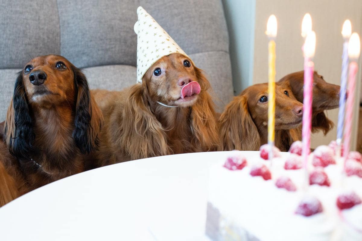 animals celebrating