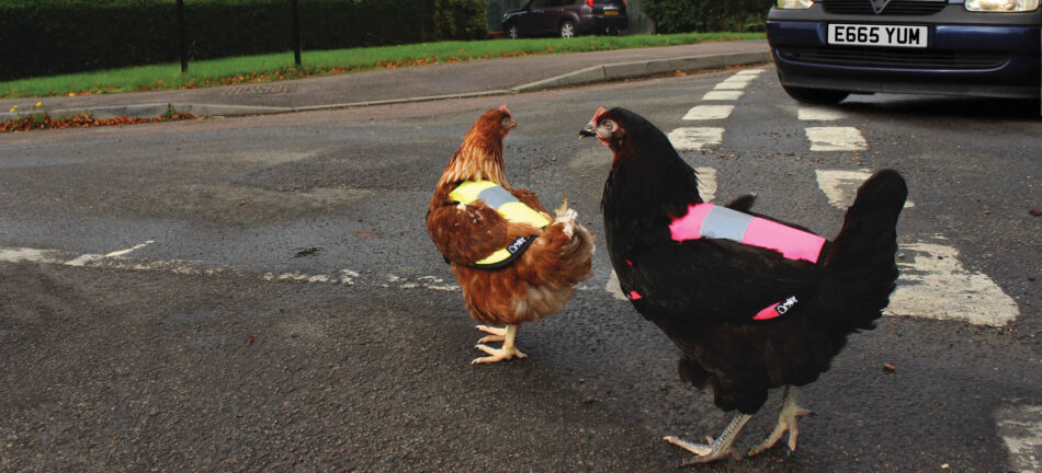 Raising chickens in the city - chickens crossing the road in Omlet High Vis Jacket