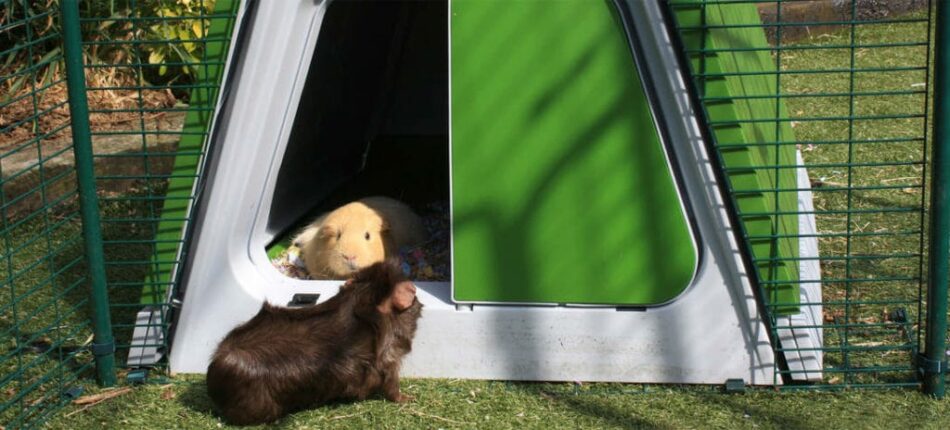 Two guinea pigs interacting in Omlet Eglu Go Guinea Pig Hutch