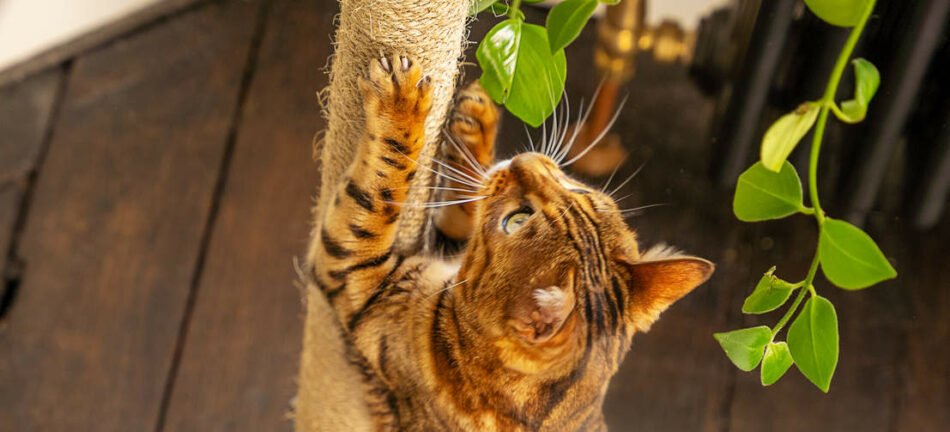 A Bengal cat looking up, using the scratcher on the Omlet Freestyle Cat Tree