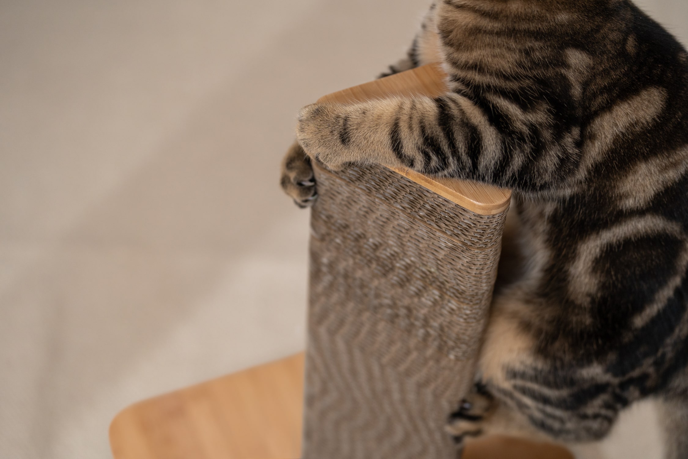 How to stop cats from scratching furniture Omlet Blog Australia