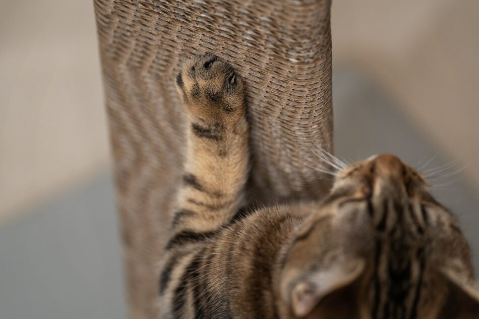 Close up of cat paws scratching on Omlet Stak Cat Scratcher