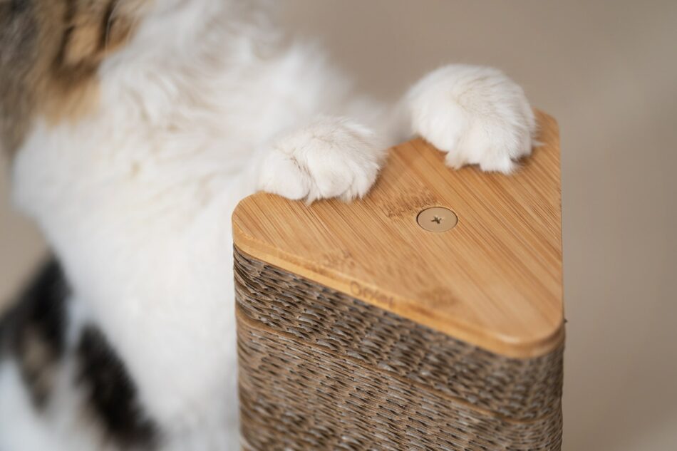 Close-up of white cat paws on Omlet Stak cat scratcher