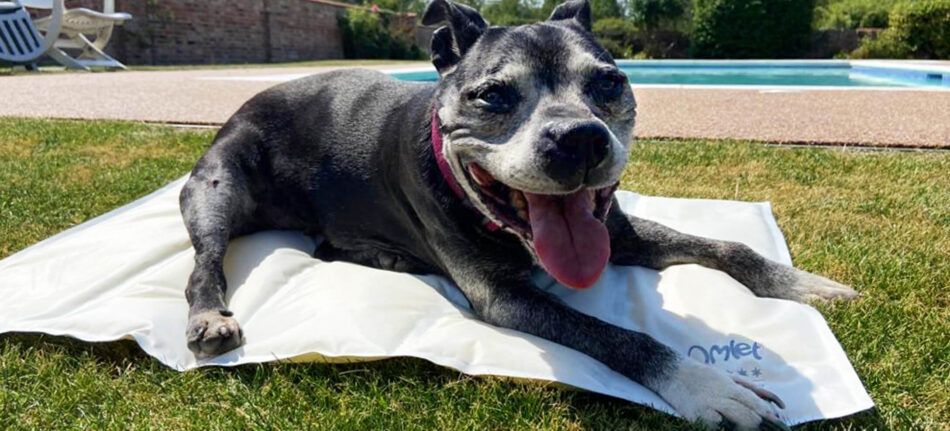 Dog cooling down on Omlet Memory Foam Cooling Mat for dogs