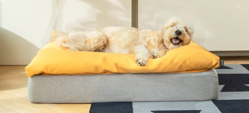 Dog lying on yellow beanbag topper on Omlet Topology dog bed