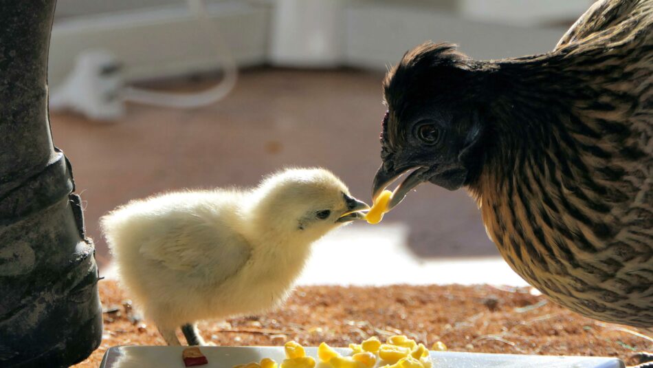Stages of raising chicks - mother hen feeding back chick some corn