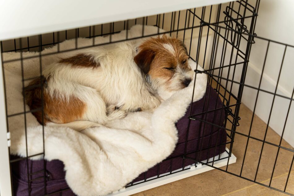 Terrier asleep on Omlet Super Soft Dog Blanket in Omlet Fido Dog Crate