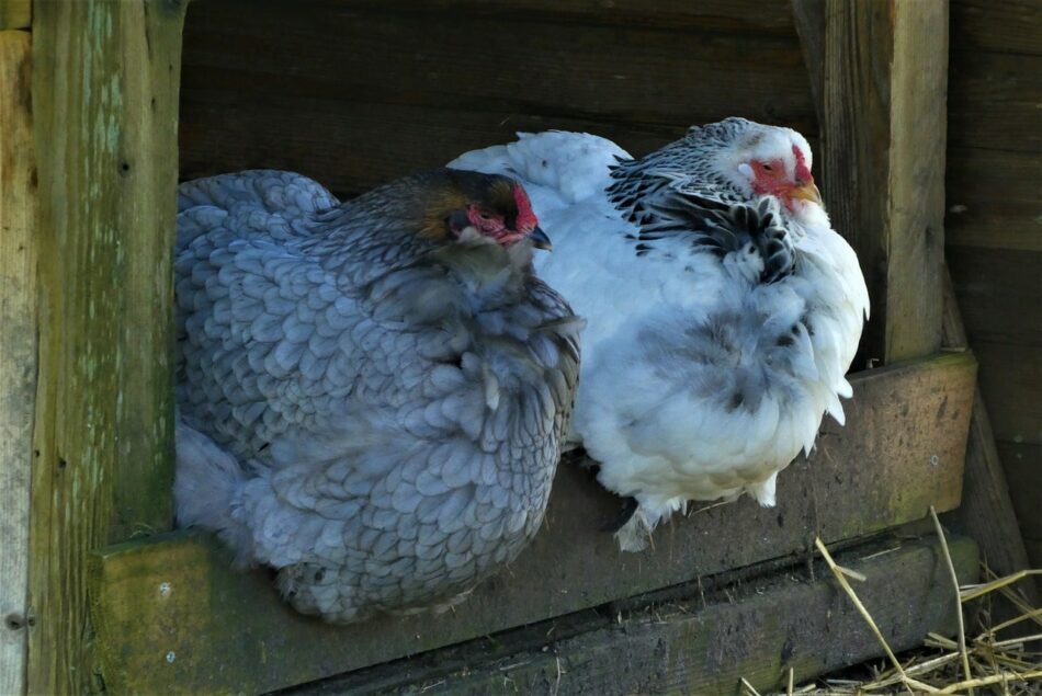 Two chickens in a wooden chicken coop