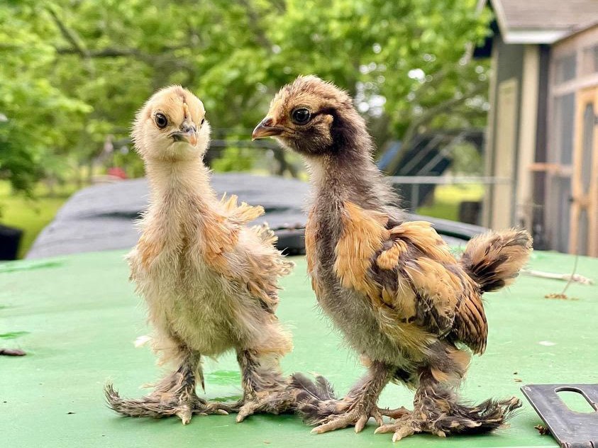 two chicks standing on an eglu cube chicken coop
