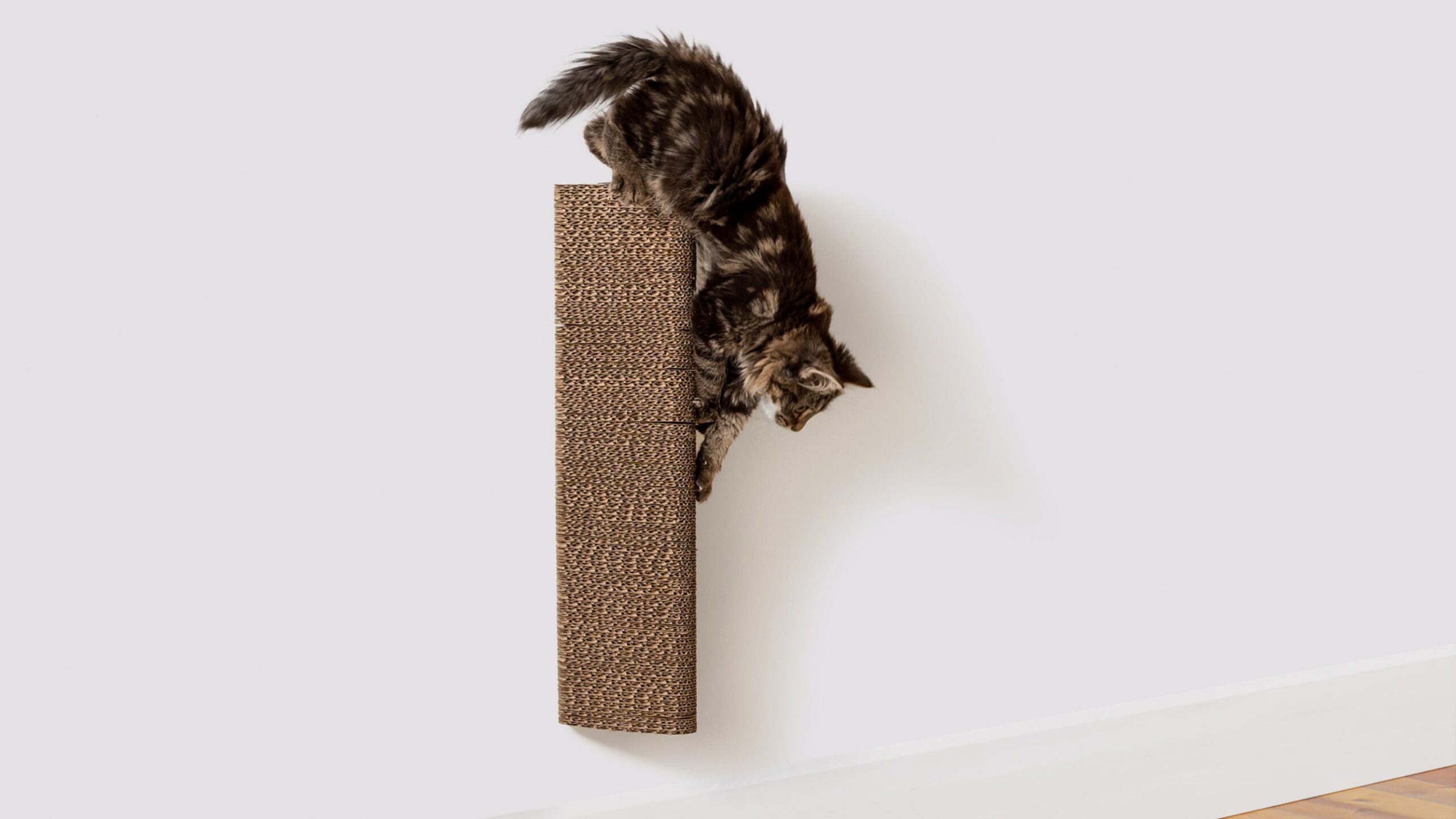 Image showcasing How to stop a cat from scratching walls - Omlet Blog Australia