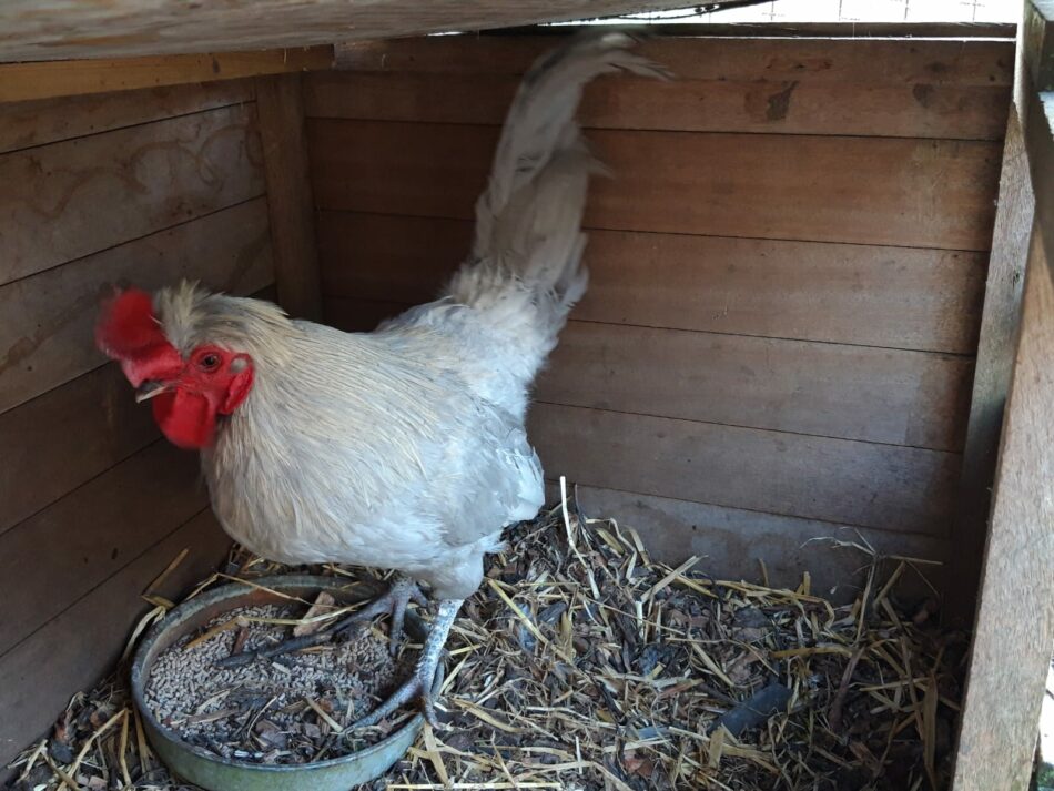 Aracuna-chicken-in-wooden-chicken-coop