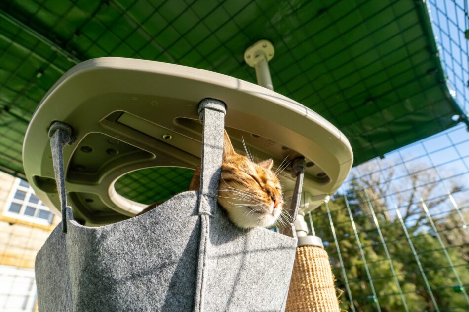 Cat in hammock in Omlet outdoor Freestyle cat tree in Catio