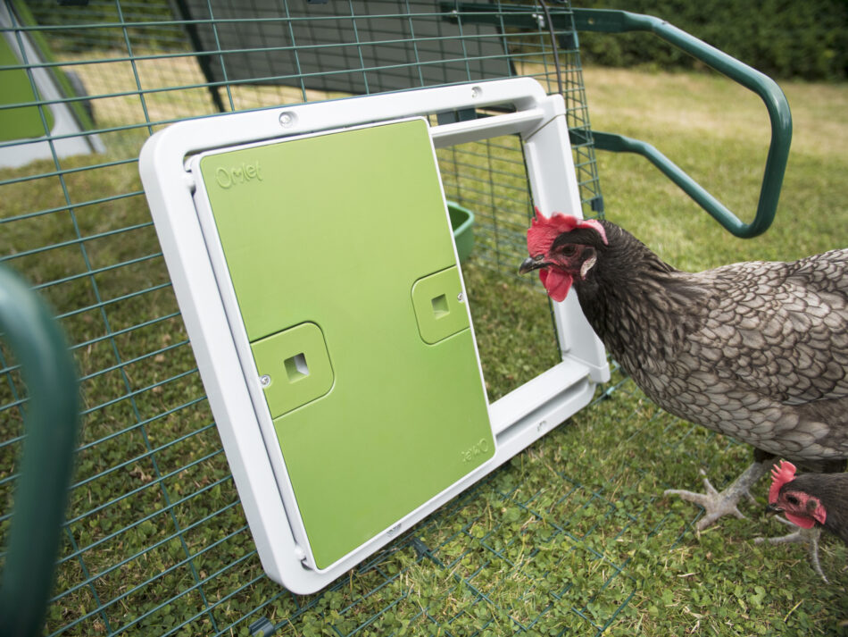 A brown chicken looking into their Omlet Autodoor secured chicken coop