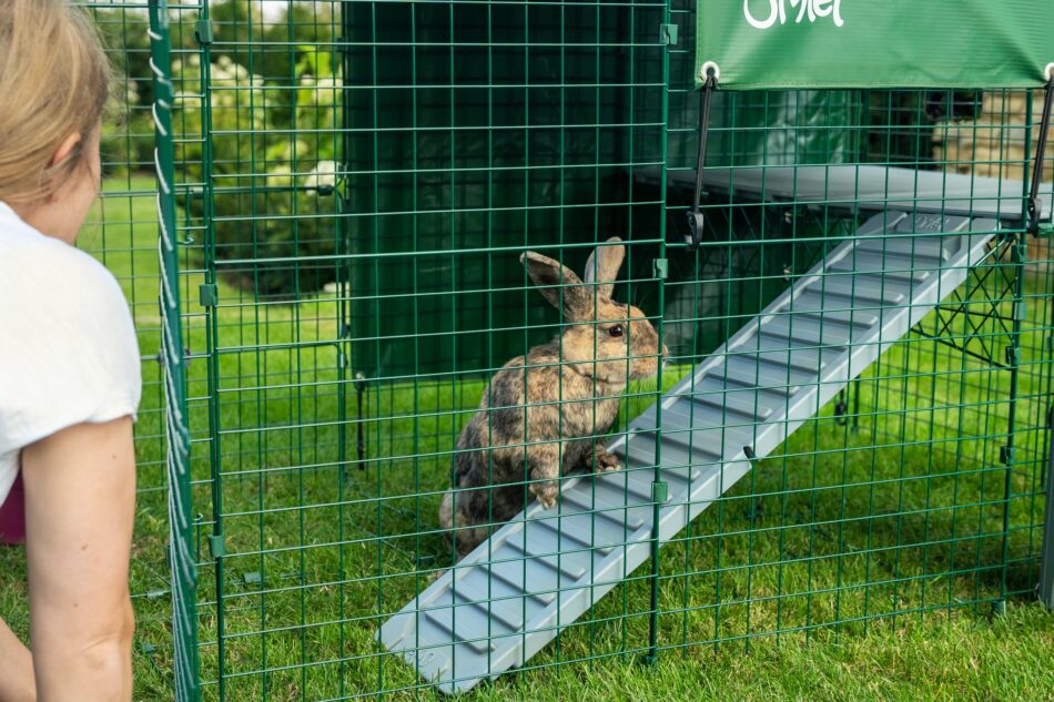 Rabbit owner watching rabbit on Omlet Zippi Platform in outdoor rabbit run
