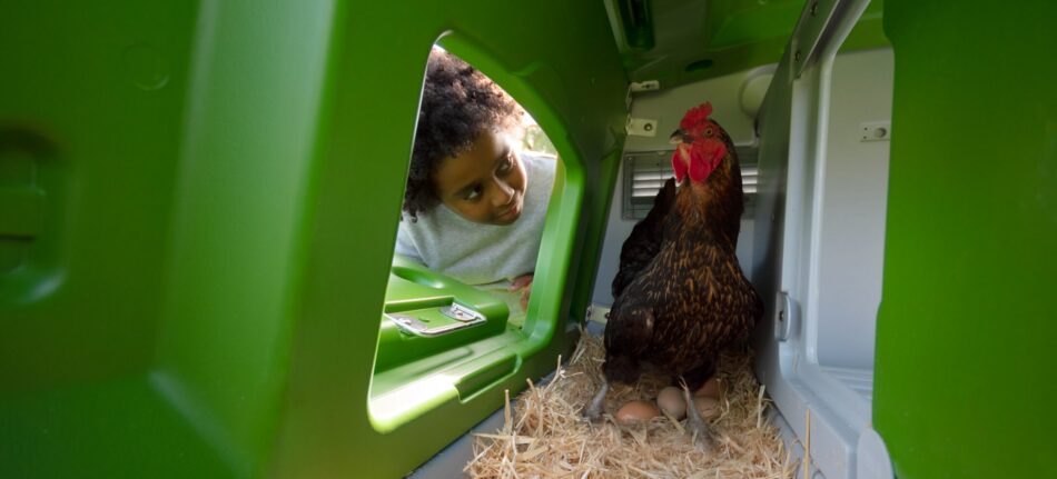 Boy looking at a hen laying eggs in an Omlet Eglu Cube Chicken Coop
