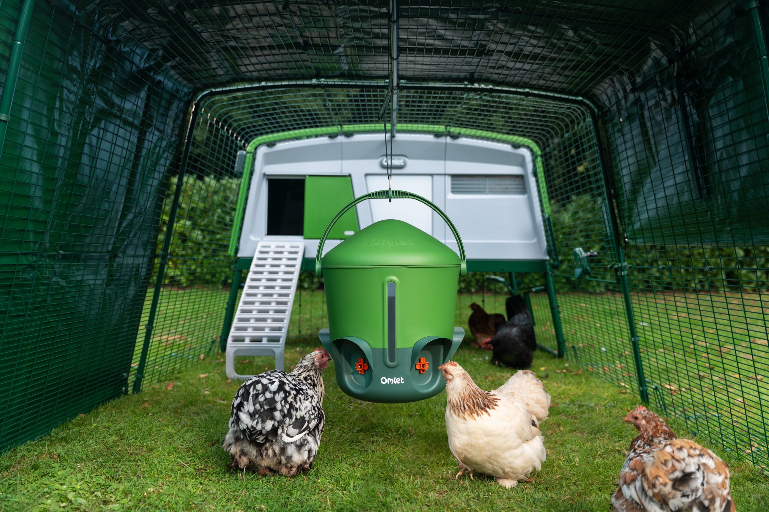 chickens-in-eglu-pro-run-drinking-from-hanging-chicken-waterer