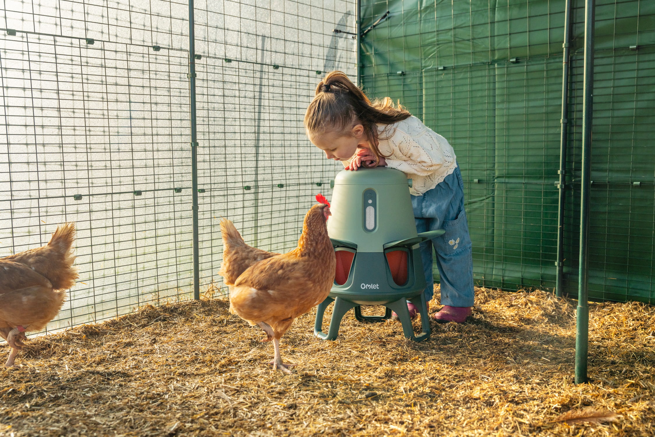 girl-leaning-over-omlet-smart-feeder-in-walk-in-chicken-run-with-chickens-running-around