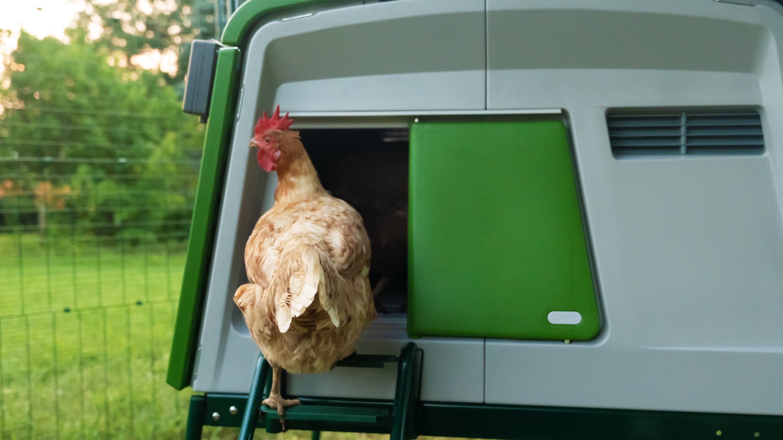 Chicken coop door ideas Omlet Blog Australia