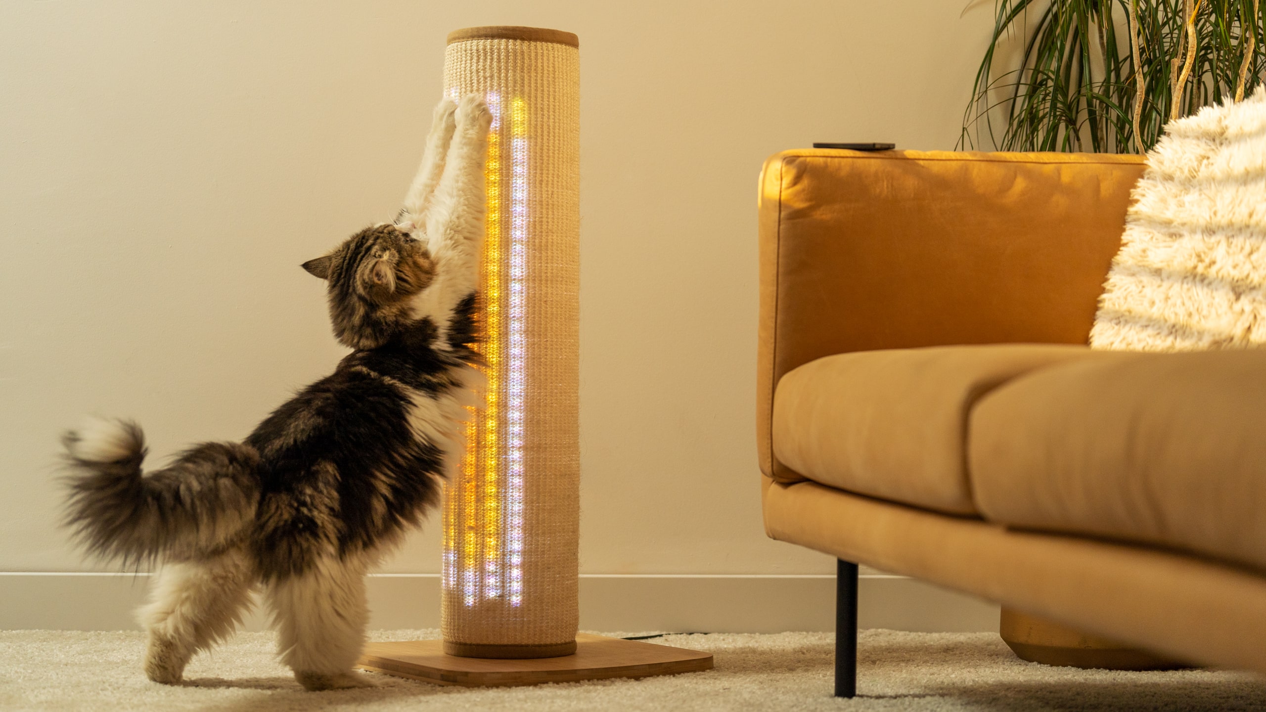 How to stop a cat from scratching the sofa Omlet Blog Australia