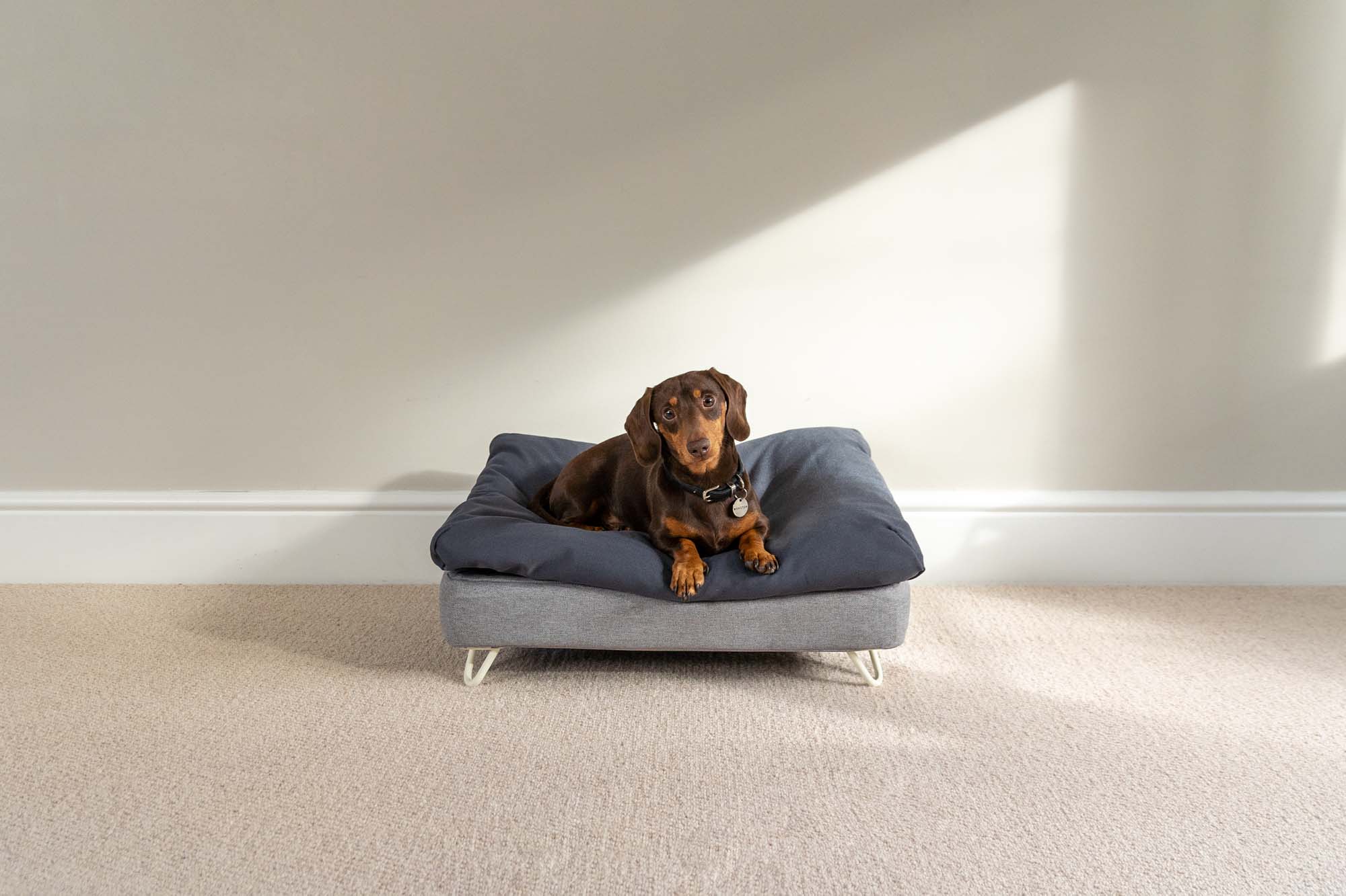 How long do dog beds last? Omlet Blog Australia