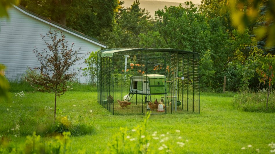 Omlet Walk In Chicken Run and Omlet Eglu Cube Chicken Coop in the garden