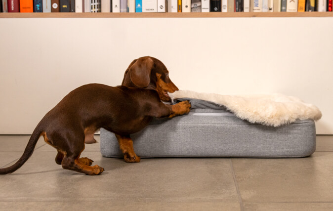 Dachshund getting onto Topology bed with faux sheepskin topper