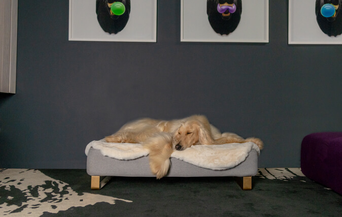 Dog sleeping on Topology dog bed