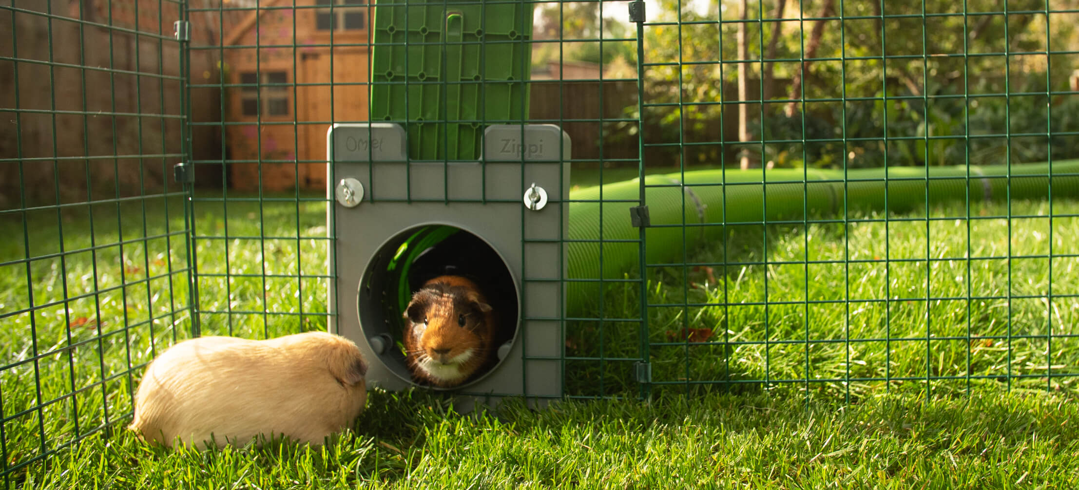 Games you can play with your rabbits and guinea pigs - Omlet Blog Australia
