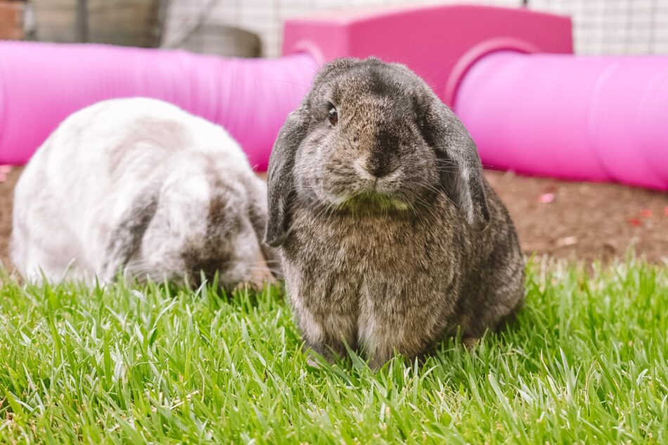 Kramer Rabbits Gardening with rabbits - Omlet Blog Australia