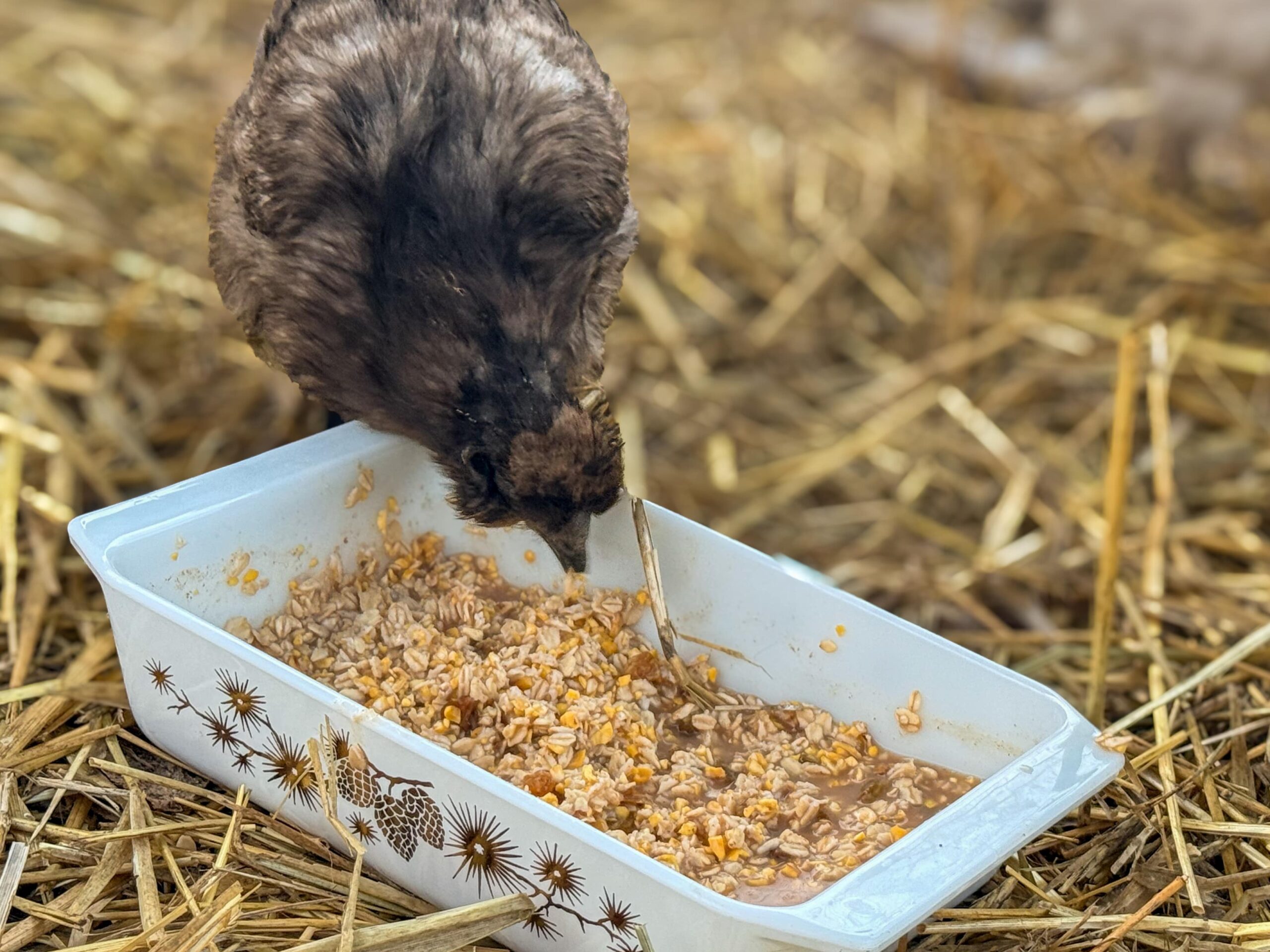 close up of chicken eating breakfast from tray