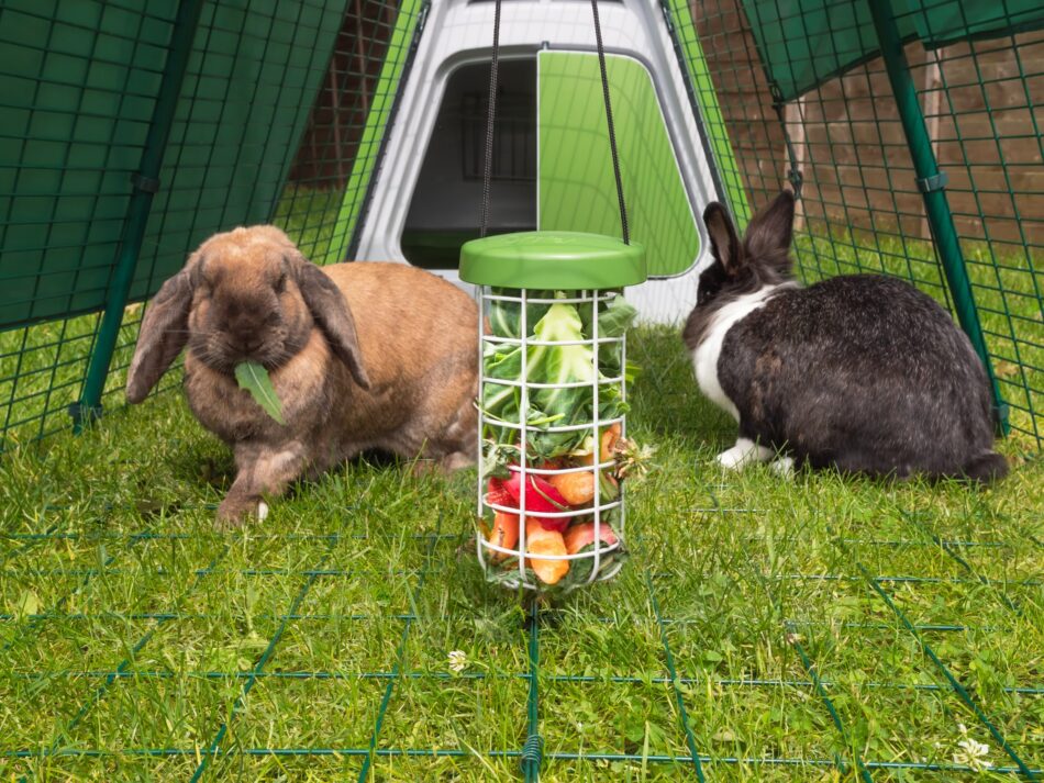 rabbits in hutch run with treat caddi