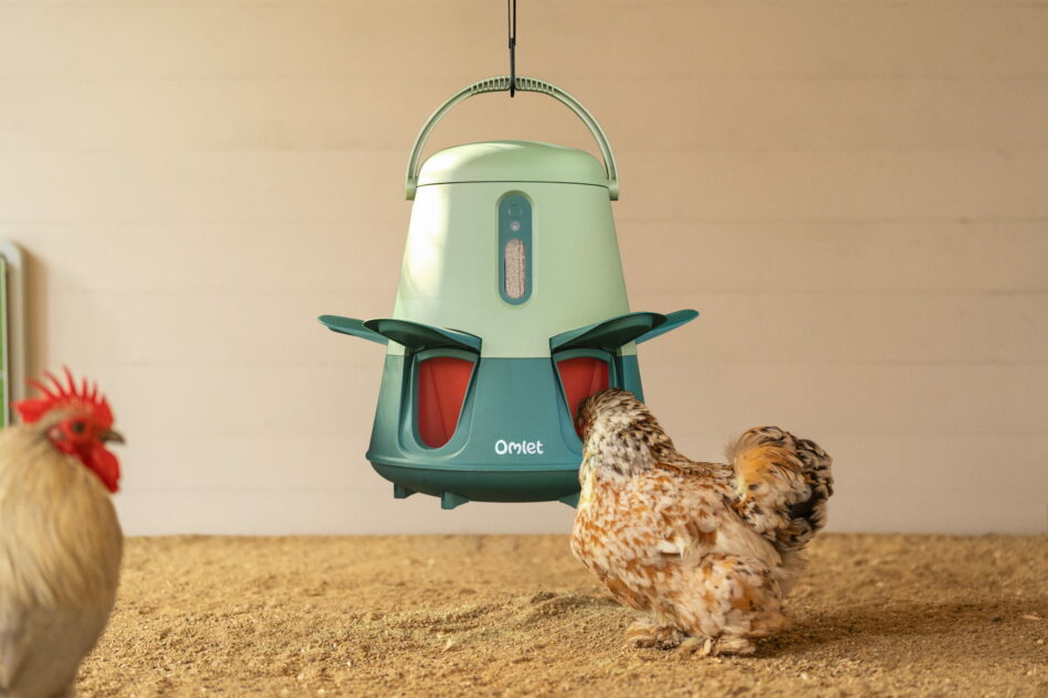 chicken eating food from an omlet smart feeder
