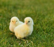 Two chicks stood together outside