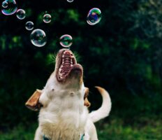 Dog catching bubbles in their mouth outside