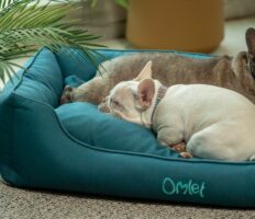 Two dogs sleeping on an Omlet nest bed